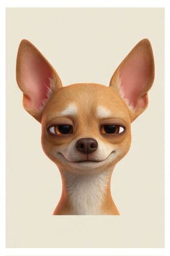 A calm Chihuahua