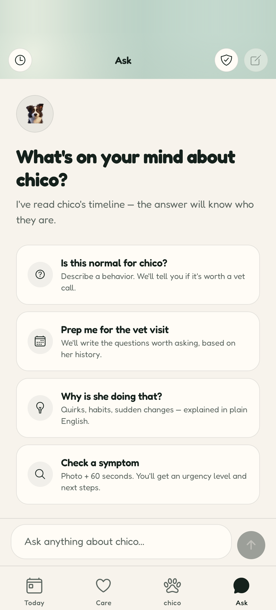 Pawsho's Ask screen answering a dental-care question
